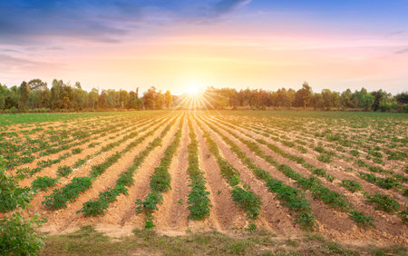 row of cassava tree in field. Growing cassava, young shoots growing. The cassava is the tropical food plant,it is a cash crop in Thailand. This is the landscape of cassava plantation in the Thailand.の写真素材
