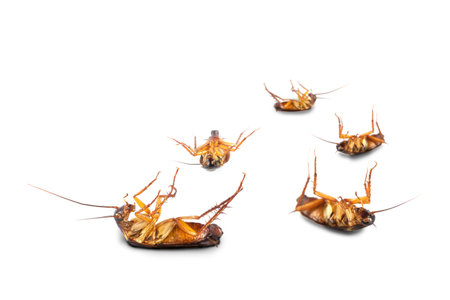 action image of Cockroaches, Cockroaches isolated on white backgroundの写真素材