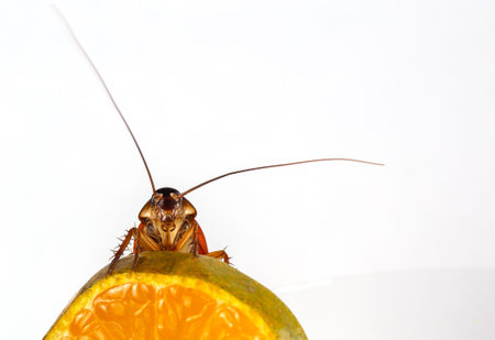 A cockroach perched on an orange. isolated on White Background that rests on a glass of water....
