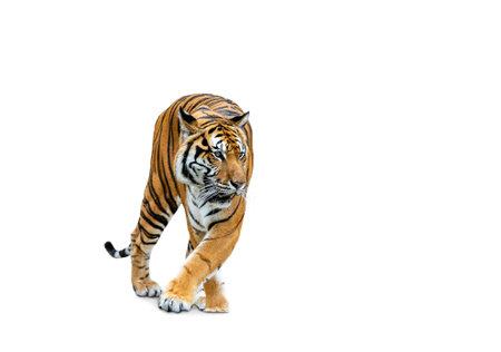 Royal Tiger (P. t. corbetti) isolated on white background, combined clipping path. Tiger staring at...