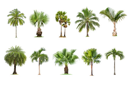 Palm tree isolated on white background ,The collection of Palm trees. Large trees database Botanical garden organization elements of Asian nature in Thailand, tropical trees isolated used for design,の写真素材