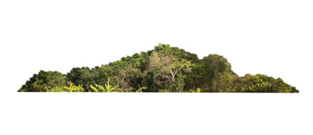 Group of tree isolated on white,tropical trees isolated used for design, advertising and architectureの写真素材