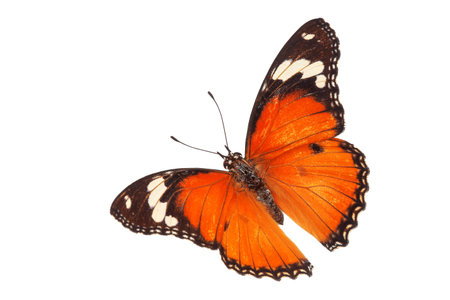 Beautiful butterfly flying isolated on white background.Tawny Coster (Acraea violae) ,Acraea terpsicore, the tawny coster, is a small, Use for graphics or advertising design.の写真素材