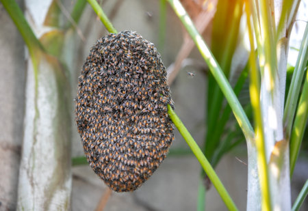 bee swarm in tree. Honeycomb and honey bee or Apis florea on palm tree plant and blurred green leaf background.の写真素材