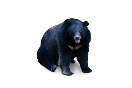 asiatic black bear (ursus, thibetanus) isolated on white background.clipping path.の写真素材