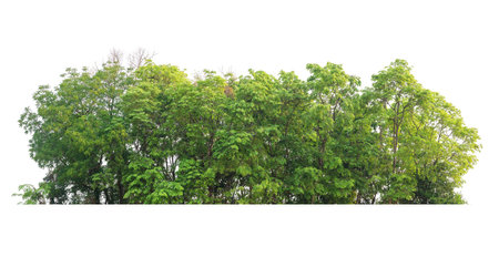 Group of tree isolated on white,tropical trees isolated used for design, advertising and architectureの写真素材