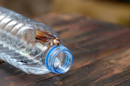 Cockroaches on the water bottle, cockroach on dirty floor indoors, need for detection, and...
