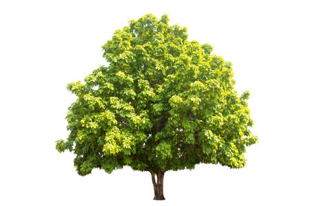 Isolated (Burma padauk) Pterocarpus macrocarpus trees on white background. tropical trees isolated used for design, advertising and architecture.の写真素材