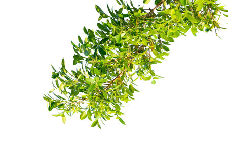 Green Leaf Isolated on White Background.The collection of greens Leaf Use for architectural design and website work.の写真素材