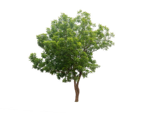 Isolated trees on white background. high qaulity tree on white background, full frame camera shoot for high resolution picture for both printing and web pages.の写真素材