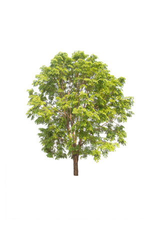 Isolated trees on white background. high qaulity tree on white background, full frame camera shoot for high resolution picture for both printing and web pages.の写真素材