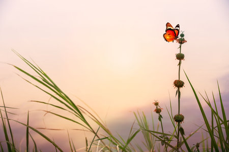 Beautiful butterfly on a daisy flower in nature outdoors close-up macro in spring or summer in warm yellow colors against the backdrop of sun at sunset.の写真素材