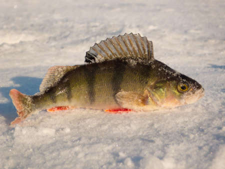 Perch on ice caught in the winter on a fishing tackle on the top Volga in Russiaの写真素材