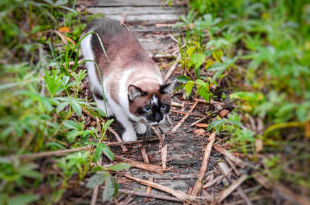Cat Siamese on the grass walks in the summer outdoorsの写真素材