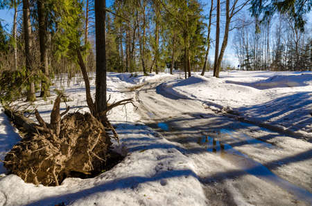 Spring landscape in a snowy forest in a Sunny dayの写真素材