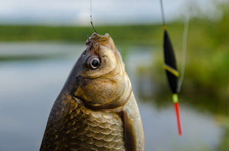 A fisherman shows his trophy carp caught for the baitの写真素材