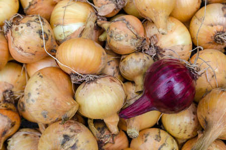 Large crop of onions in the late summer closeup outdoorsの写真素材