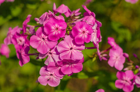 Crocuses are outdoor flowers lilac blossom is very beautifulの写真素材