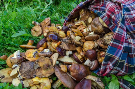 Mushrooms in the forest in early autumn, mushroom pickers collectの写真素材