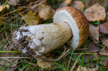 Golden autumn in the month of October in a beautiful forestの写真素材