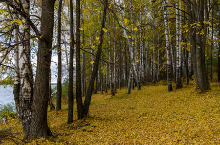 Golden autumn in the month of October in a beautiful forestの写真素材