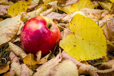 Golden autumn in the month of October in a beautiful forestの写真素材