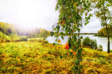 Golden autumn in the month of October in a beautiful forestの写真素材