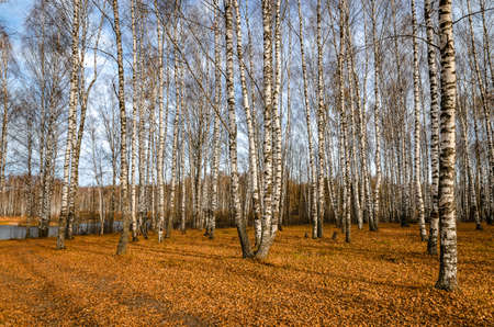 Landscape on a river in Golden autumnの写真素材