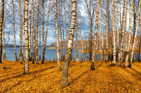 Bright colors of Golden autumn in the country on the shore of the reservoirの写真素材