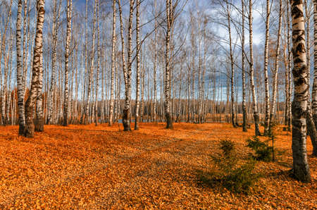 Bright colors of Golden autumn in the country on the shore of the reservoirの写真素材