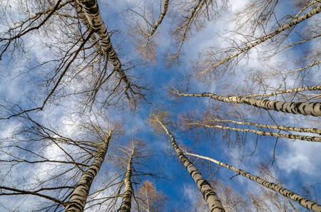 Birch shot up vertically from below against the skyの写真素材