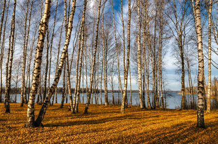 In autumn woods among birches in the woods of Russiaの写真素材