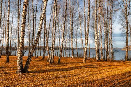 In autumn woods among birches in the woods of Russiaの写真素材