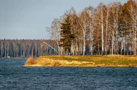 In autumn woods among birches in the woods of Russiaの写真素材