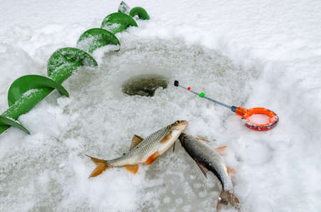 Fish small fry caught by a fisherman in the handsの写真素材