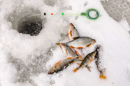 Fish small fry caught by a fisherman in the hands