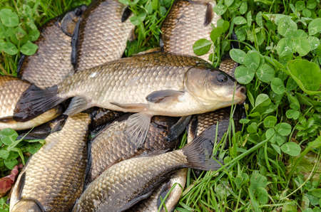 Carp on the shoreの写真素材