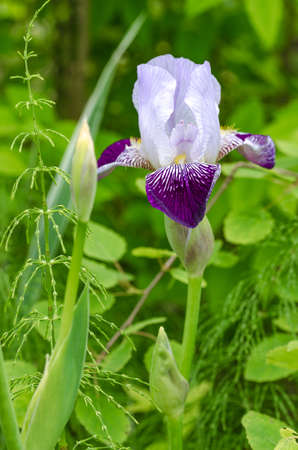 Flower iris closeup