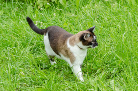 Siamese cat on the huntの写真素材