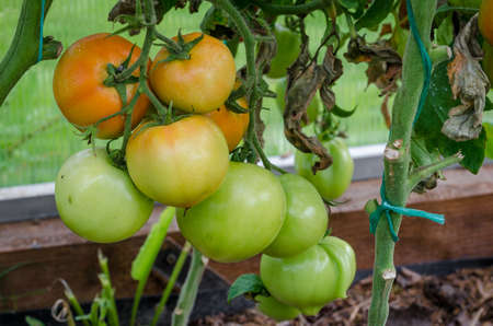Ripe tomatoes, largeの写真素材