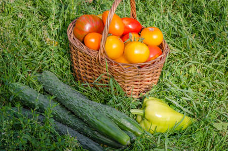 The harvest of fresh vegetablesの写真素材