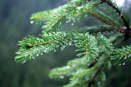 Blue spruce with dew dropsの写真素材