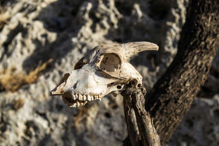 Roe head skull srunged on a stick. Greece. Rhodes.の写真素材
