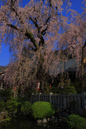 Weeping cherry tree of "Minobusan kuonji" Templeの写真素材