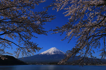 Cherry blossoms and Mt. Fuji with blue sky from Lake Kawaguchiの写真素材