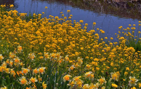 suisenの写真素材