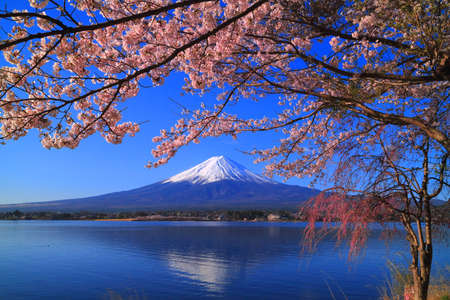 Cherry blossoms and Mt. Fuji from the northern coast of the Lake "Kawaguchiko" Japan 04 / 08 / 2018の写真素材