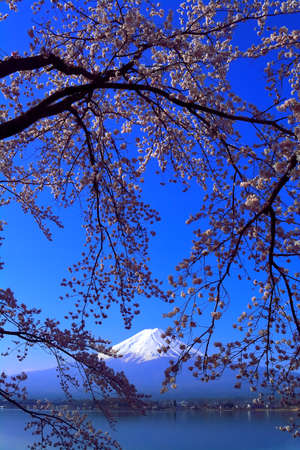 Cherry blossoms in blue sky and Mt. Fuji from Lake Kawaguchi Japan 04 / 10 / 2018の写真素材