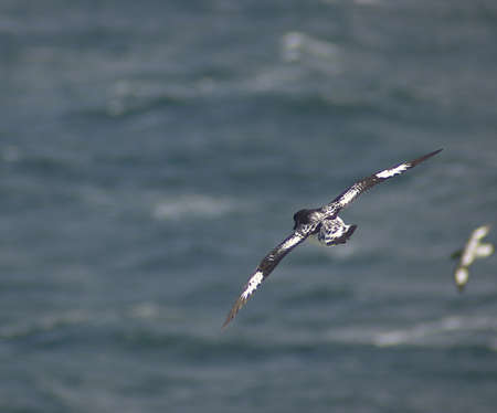 A Cape Petrel (Daption capense) in flight in the South Atlanticの写真素材