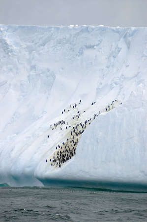 An iceberg in the South Atlantic, with penguins on the berg itself and also in the water in the foreground.の写真素材